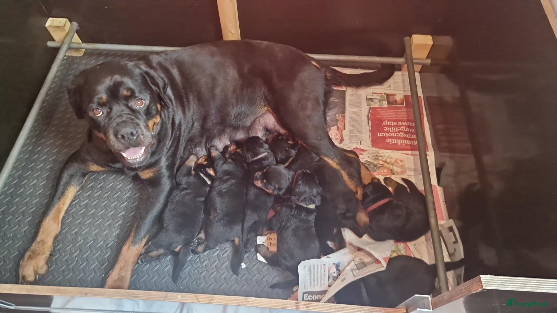 Rottweiler honden Te koop rottweilerpup - Advertentie 16