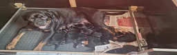 Rottweiler honden te koop: Te koop rottweilerpup in Hardinxveld-Giessendam - Advertentie 1