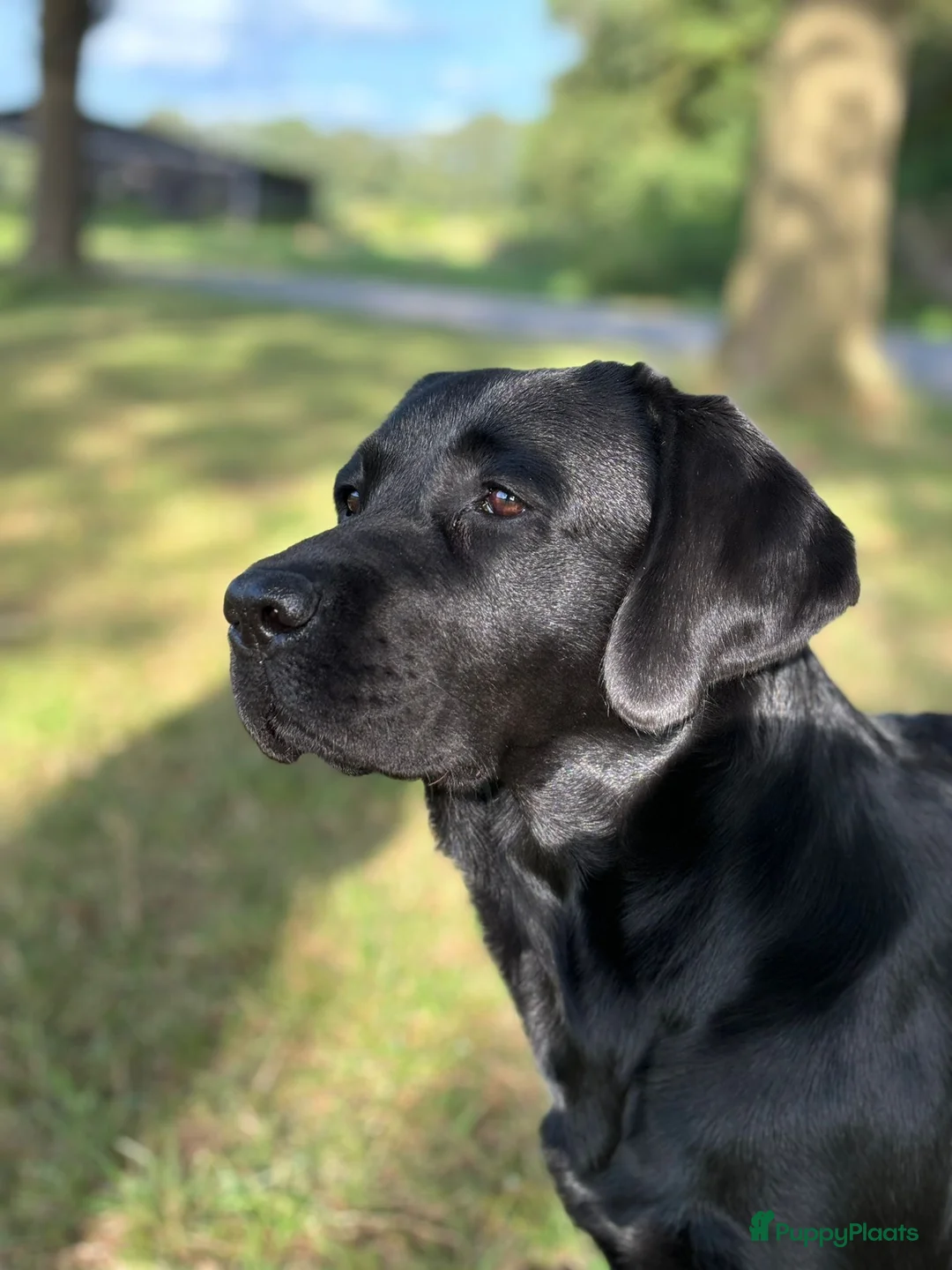 Labrador Retriever honden te koop: Prachtige raszuivere blonde labradorpups! - Advertentie 8