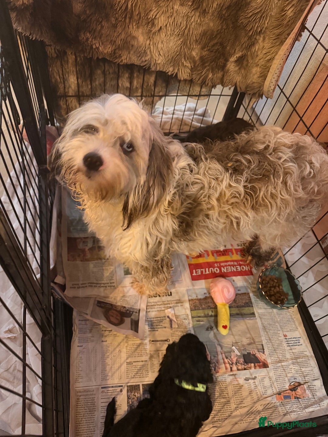 Maltipoo honden te koop: Maltipoo mini pup - Advertentie 10