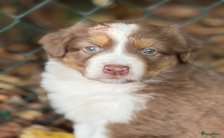 Australian Shepherd honden - Advertentie 15