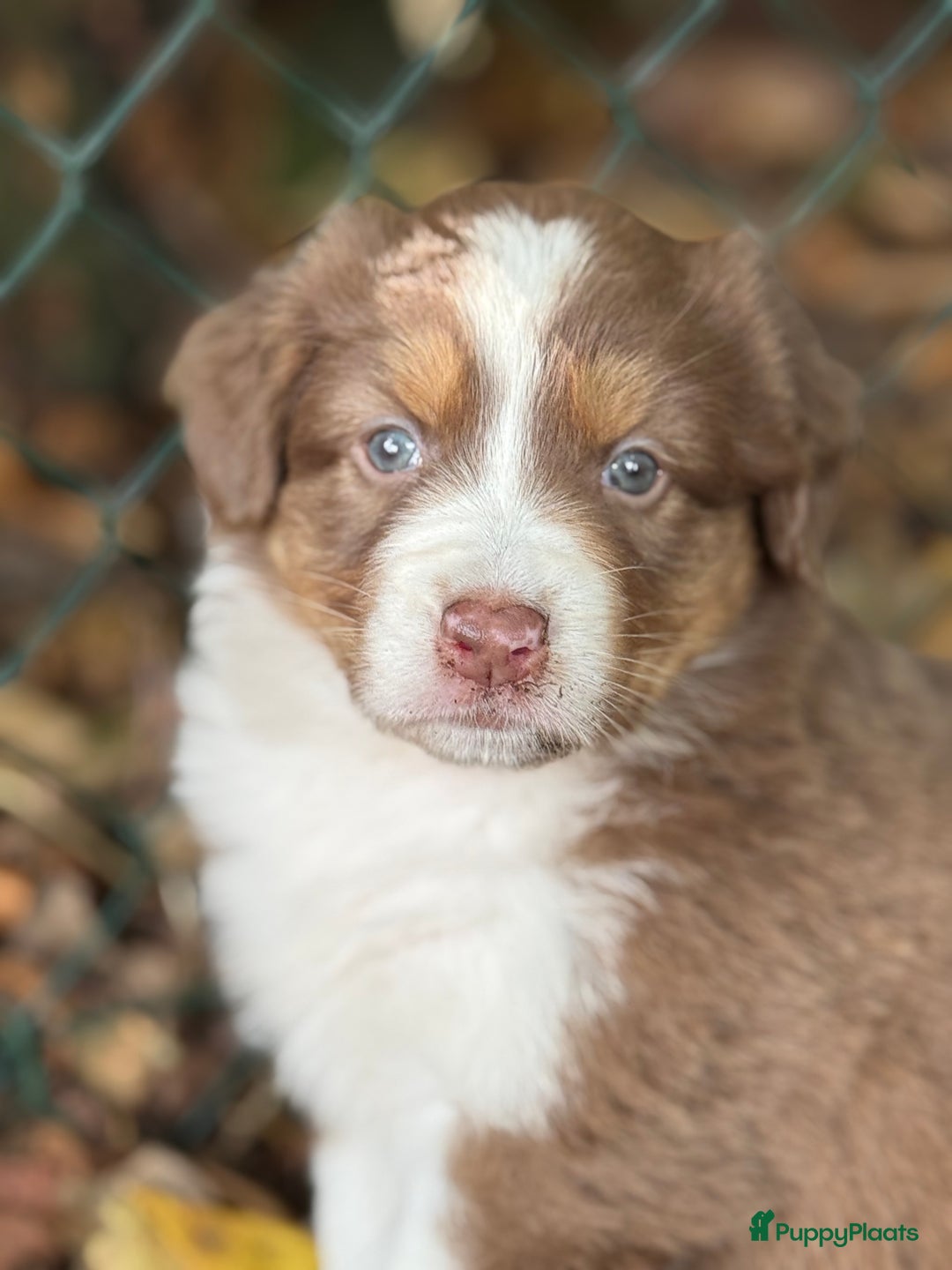 Australian Shepherd honden te koop: Raszuivere Australian Shepherd  - Afbeelding 10