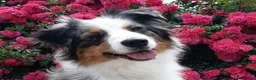 Australian Shepherd honden te koop: Australian Shepherd reutje met stamboom - Advertentie 9