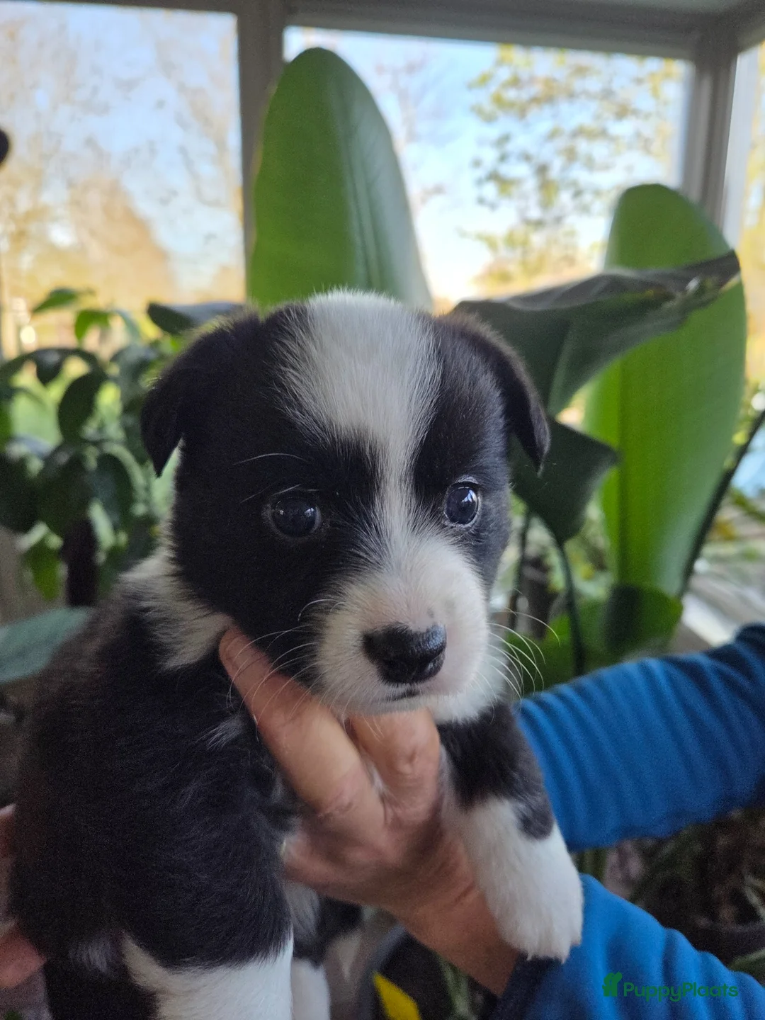 Welsh Corgi Cardigan honden te koop: Welsh Corgi Cardigan pups Blue Merle en Tricolor  - Advertentie 40