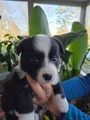 Welsh Corgi Cardigan Puppy 5