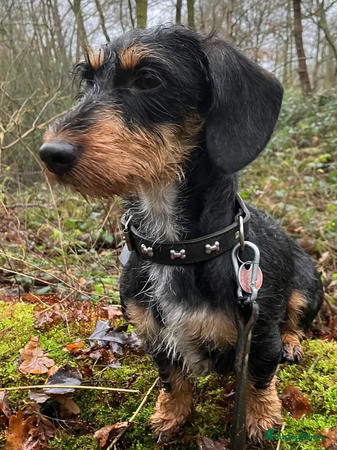 Ruwhaar Teckel honden te koop: Prachtige ruwharige dwerg teckels - Advertentie 1