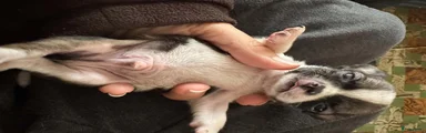 Chihuahua 2