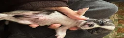 Chihuahua honden te koop: Korthaar chihuahuapups - Advertentie 13