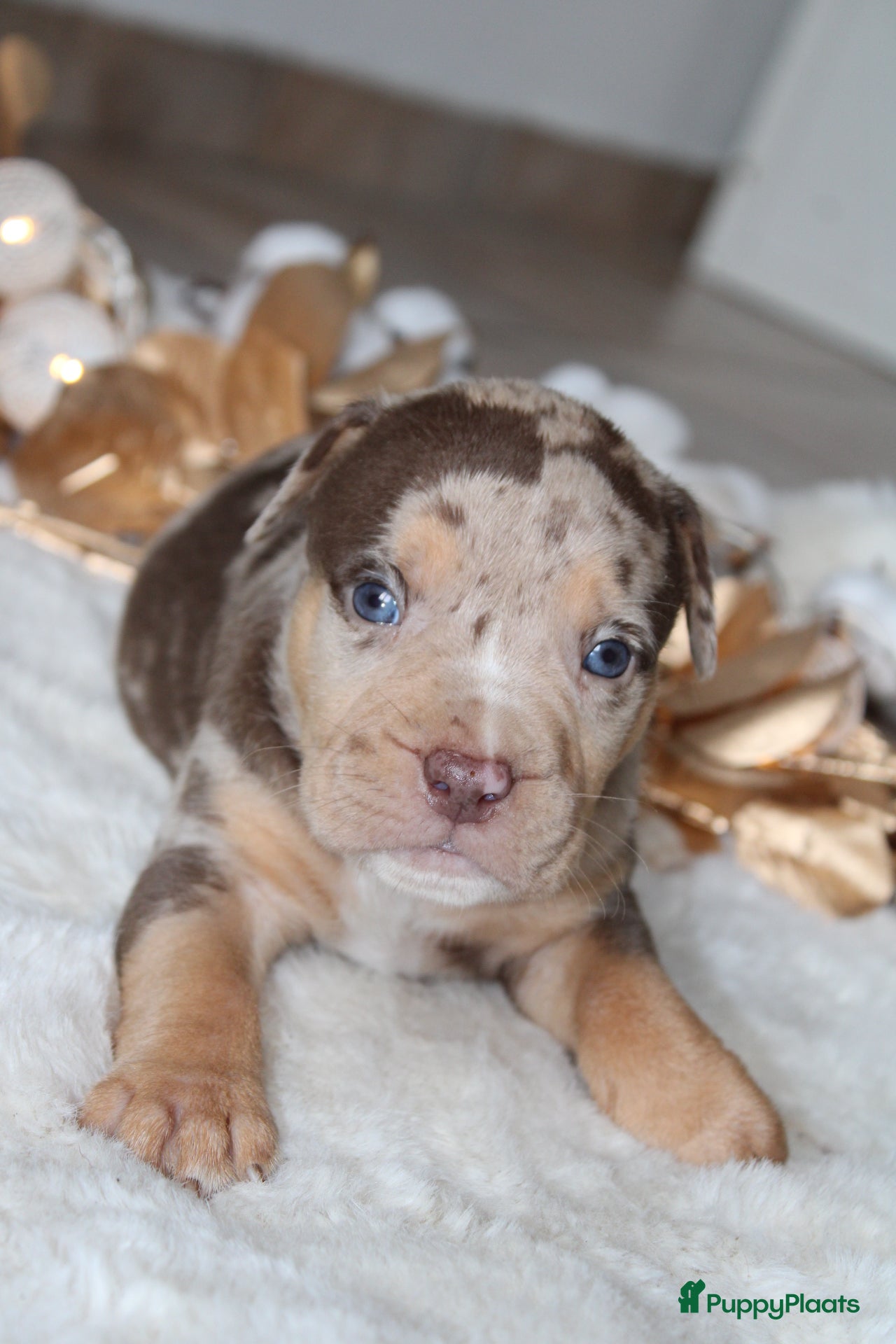 Amerikaanse Bully honden American Bully pups Abkc België  - Advertentie 3