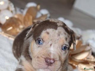 Amerikaanse Bully honden American Bully pups Abkc België - Advertentie 2