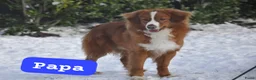 Nova Scotia Duck Tolling Retriever honden te koop: Nova Scotia Duck Tolling retriever pups Toller pup - Advertentie 9