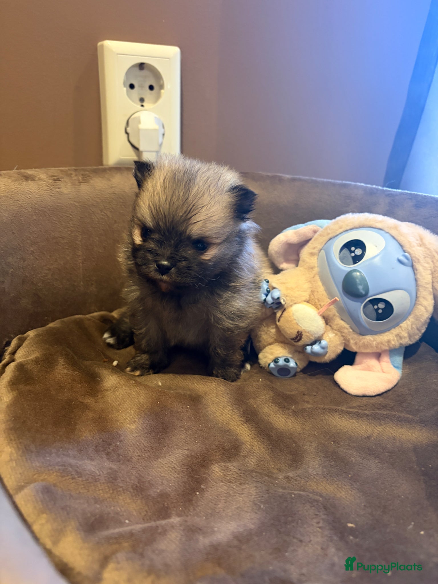 Pomeriaan honden te koop: Pomeranian pups  in Zwolle - Advertentie 6