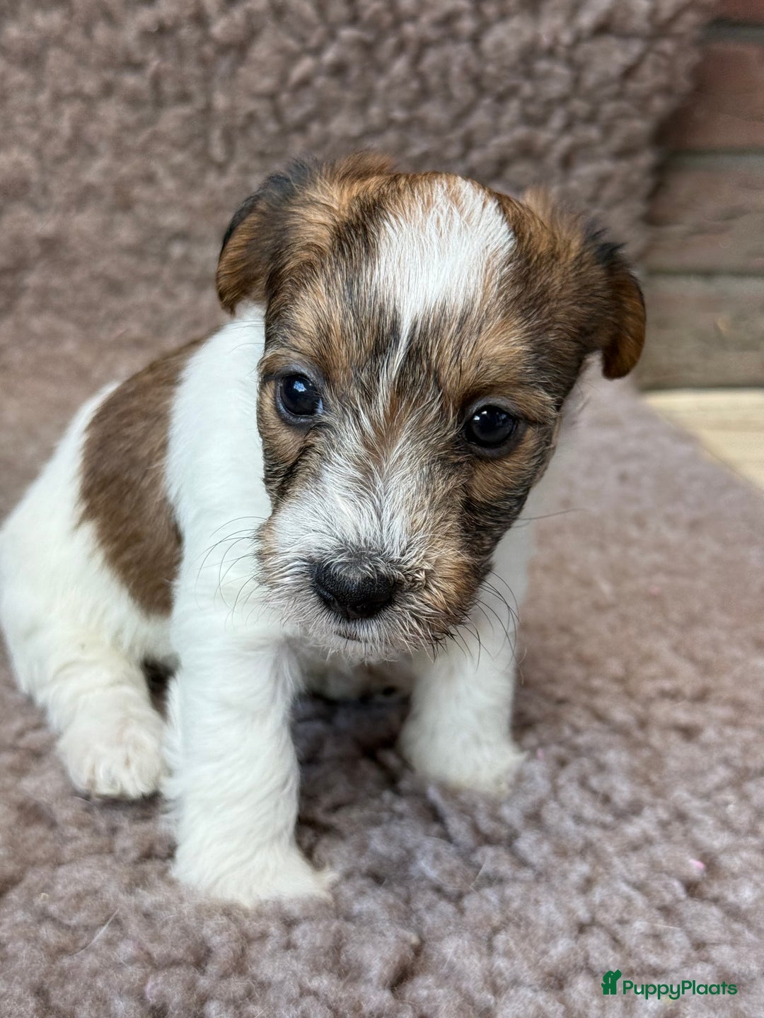 Jack Russel Terriër honden te koop: Ruwharige Jack Russel pups te koop - Advertentie 10
