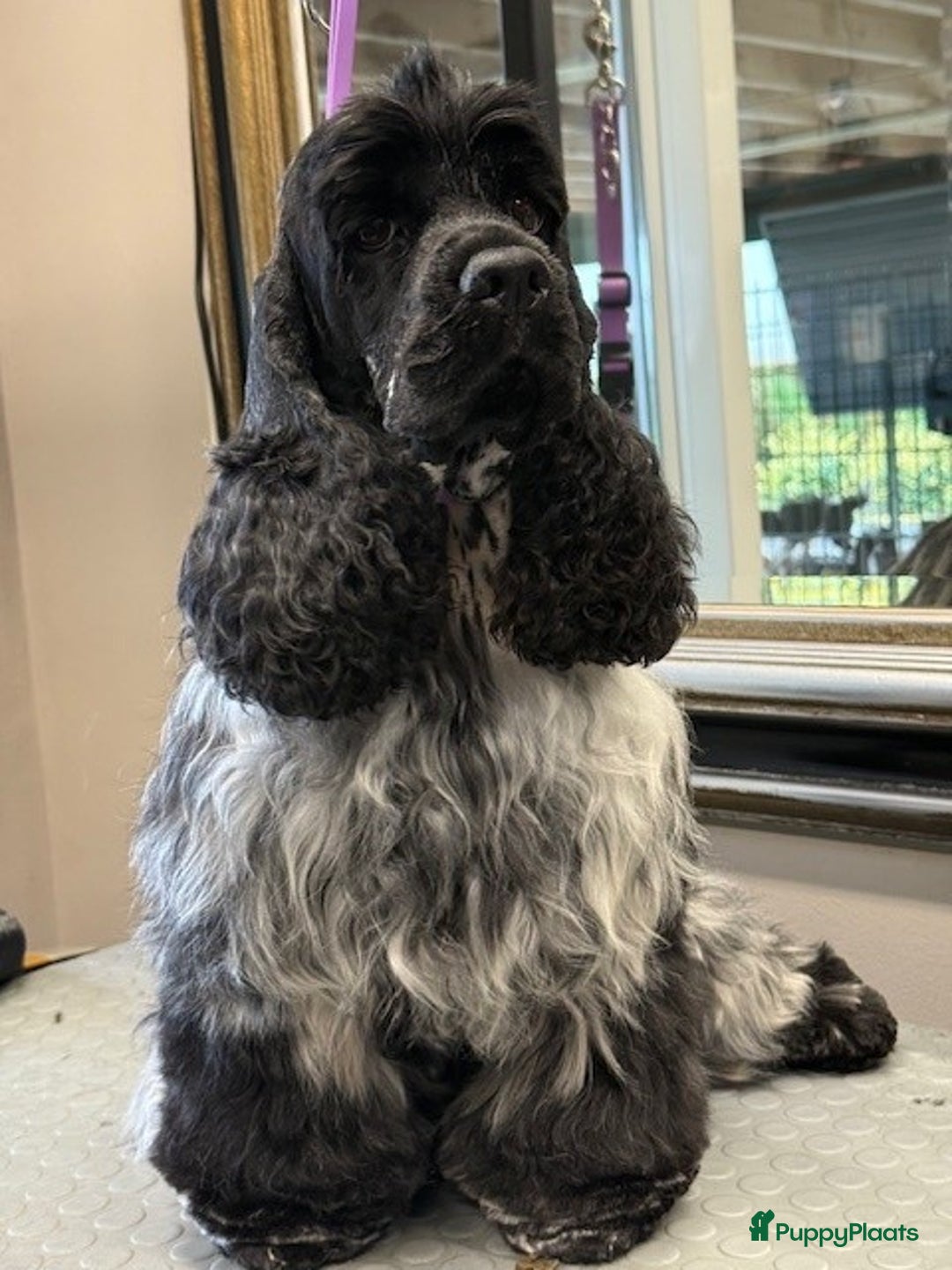 Amerikaanse Cocker Spaniel honden te koop: 4 blauwschimmel reutjes Amerikaanse Cocker Spaniel - Advertentie 5