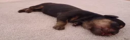 Kruising honden te koop: Charcoal and tan - Creme infused & Shaded Cream - Advertentie 7