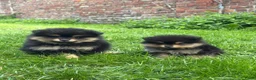 Pomeriaan honden te koop: Pomeriaan puppy - Advertentie 6