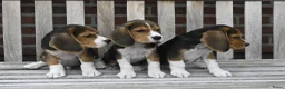 Beagle honden te koop: Prachtige Beagle pups met stamboom ! - Advertentie 7