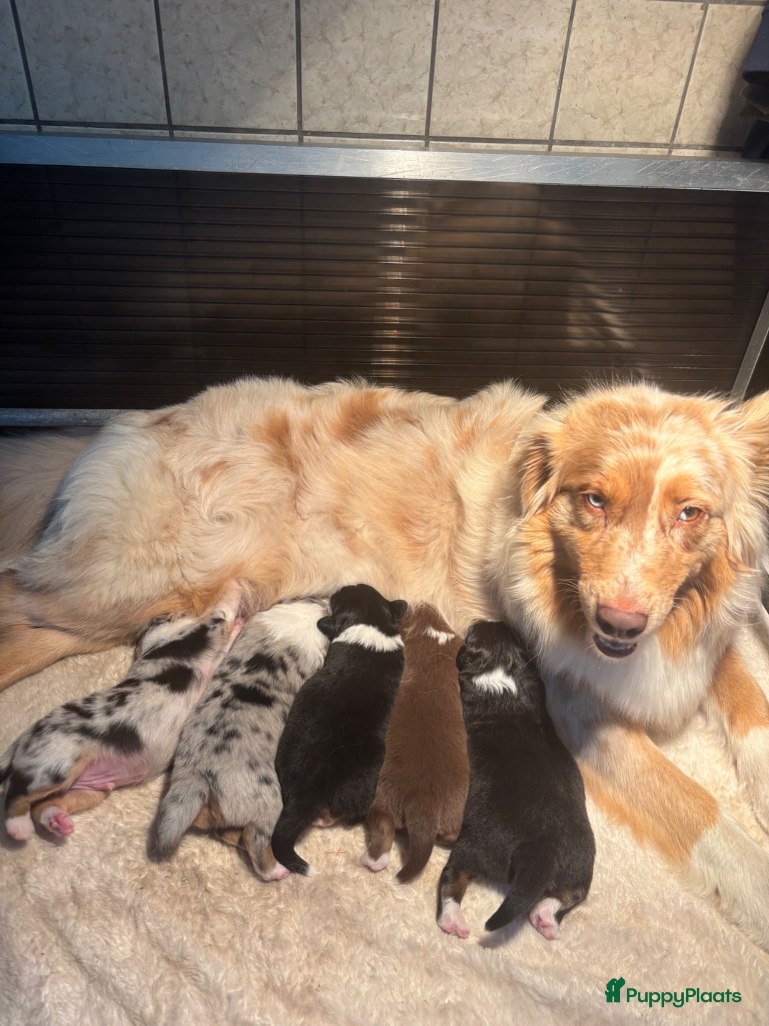 Australian Shepherd honden Blue Merle rue  - Advertentie 2