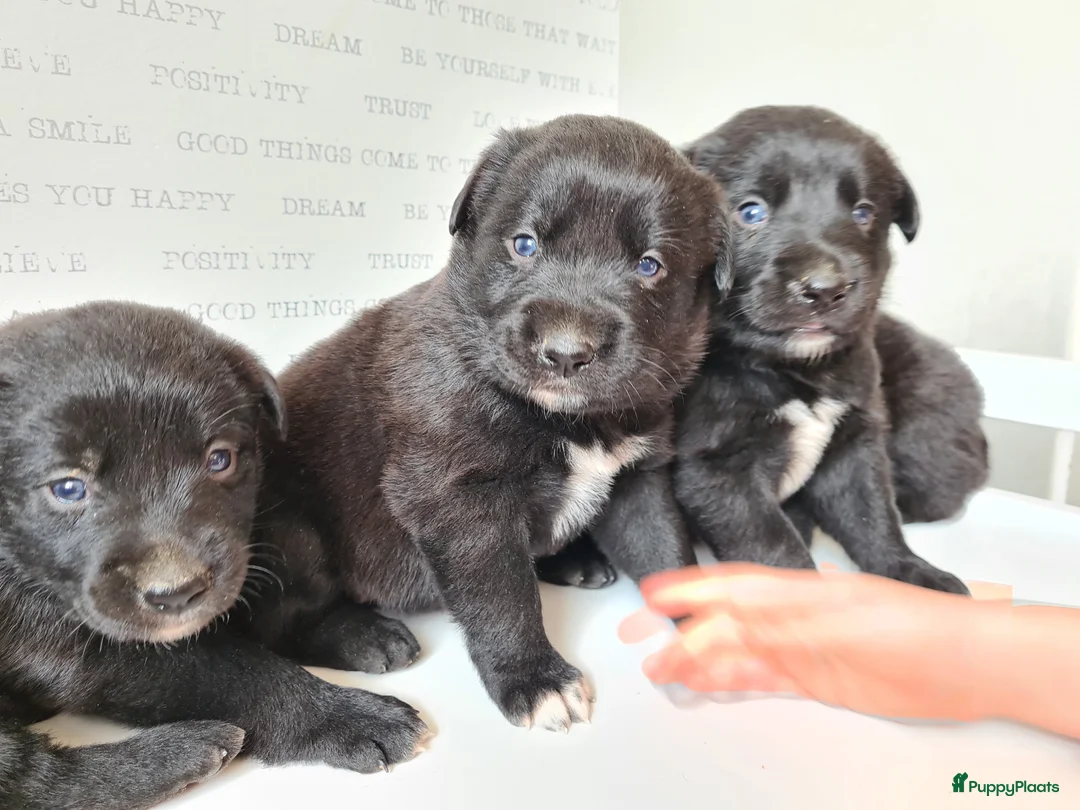 Kruising honden te koop: Uniek Borador pups van Stamboomouders F1 - Advertentie 18