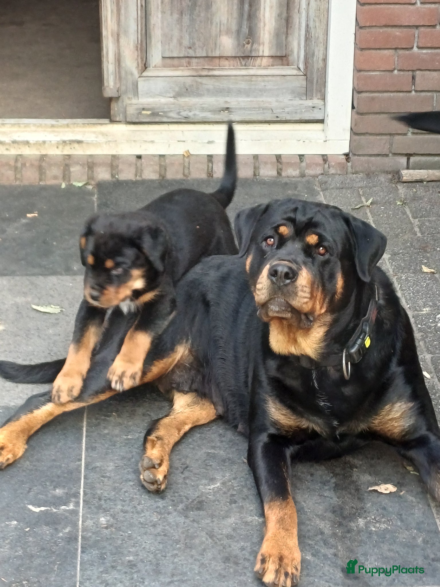 Rottweiler honden te koop: Super leuke en lieve rottweiler pup - Advertentie 5