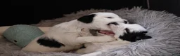 Tibetaanse Terriër honden te koop: Tibetaanse terrier pups met stamboom  - Advertentie 11