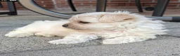 Kruising honden te koop: prachtige zandkleurige Boomer puppy  - Advertentie 1
