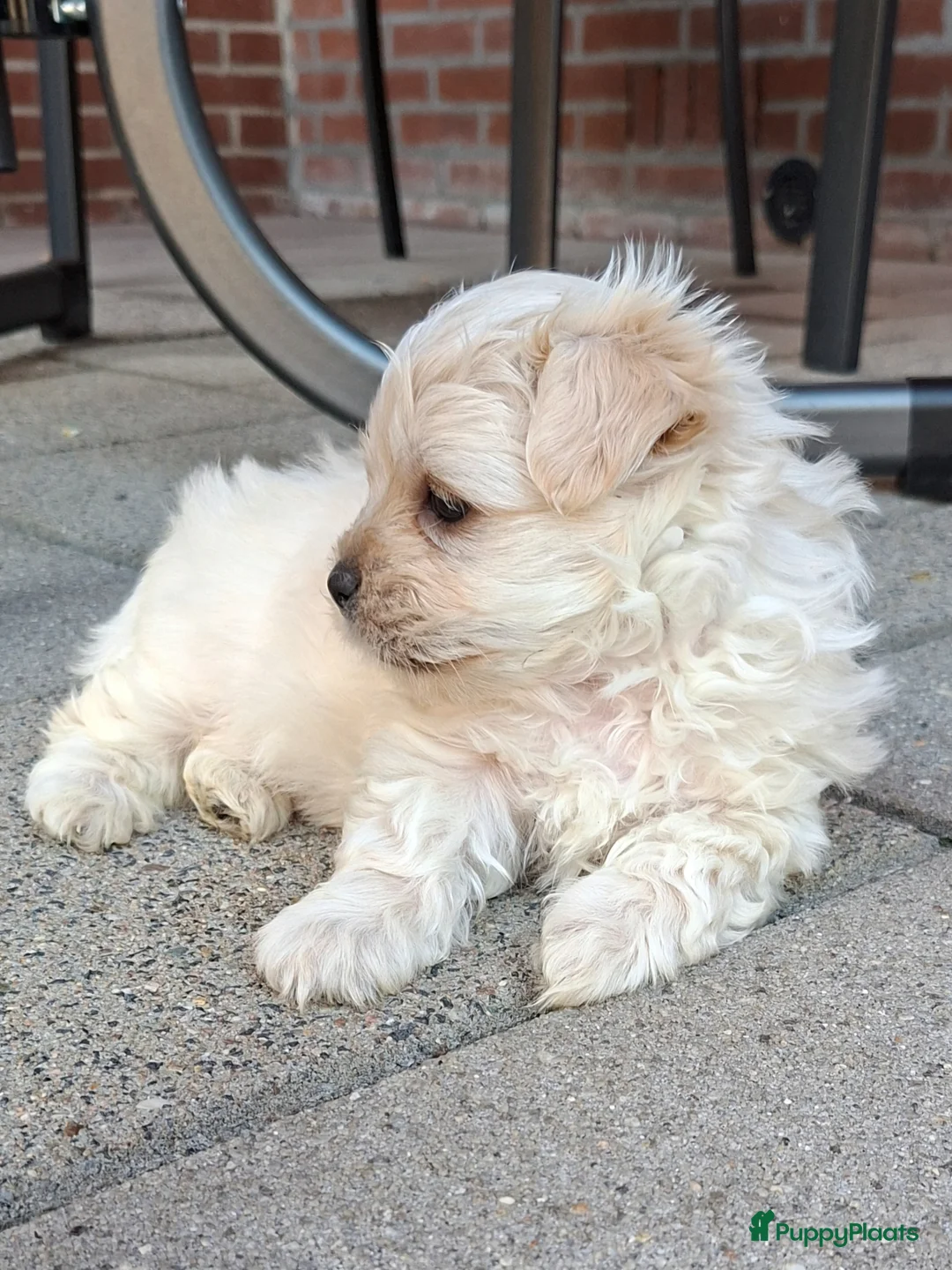 Kruising honden te koop: prachtige zandkleurige Boomer puppy  - Advertentie 1