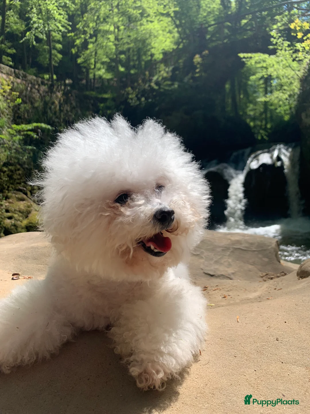 Galerij afbeelding {{count}}