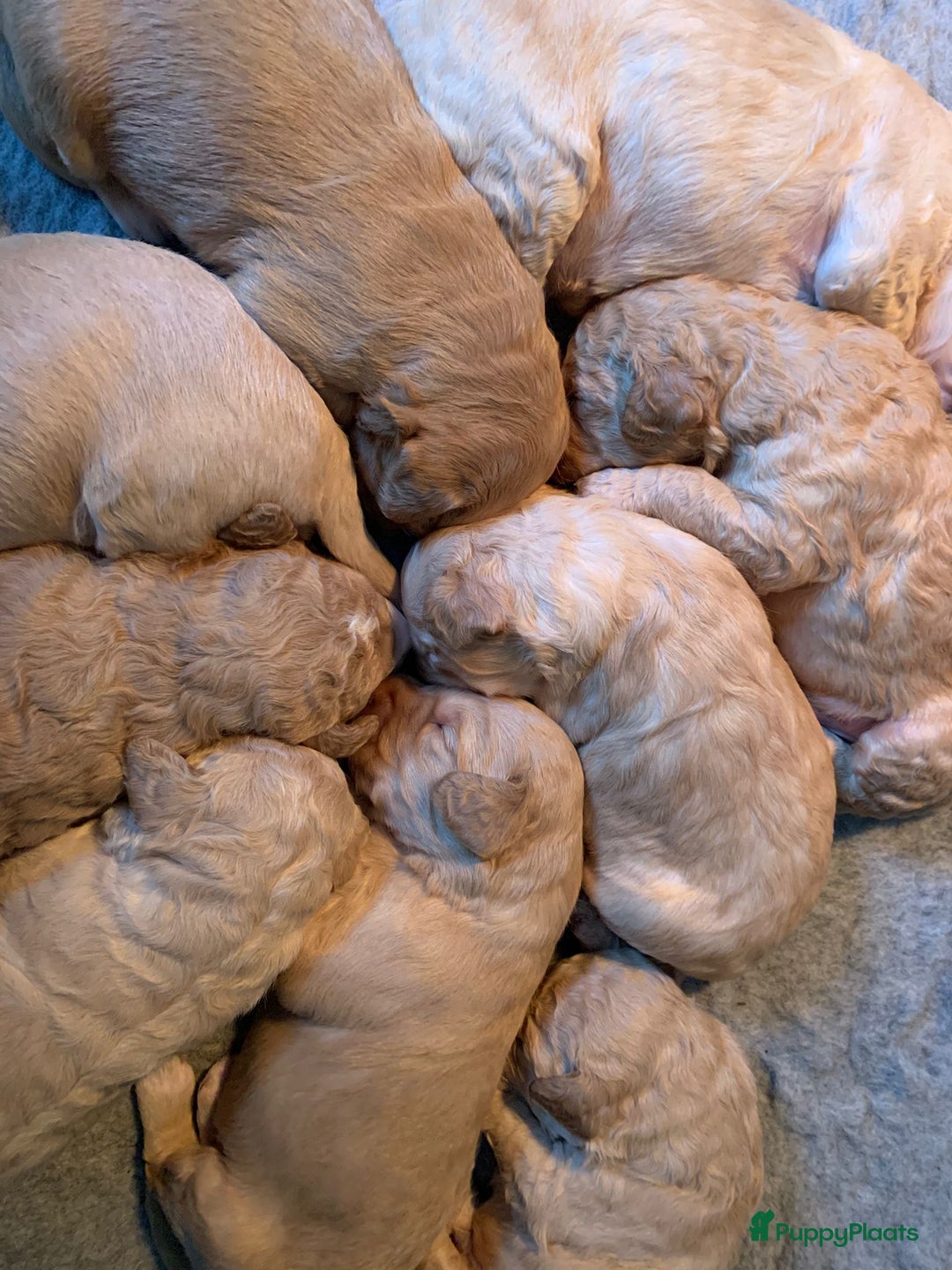 Kruising honden te koop: Goldendoodle Medium Pups Geboren - Advertentie 13