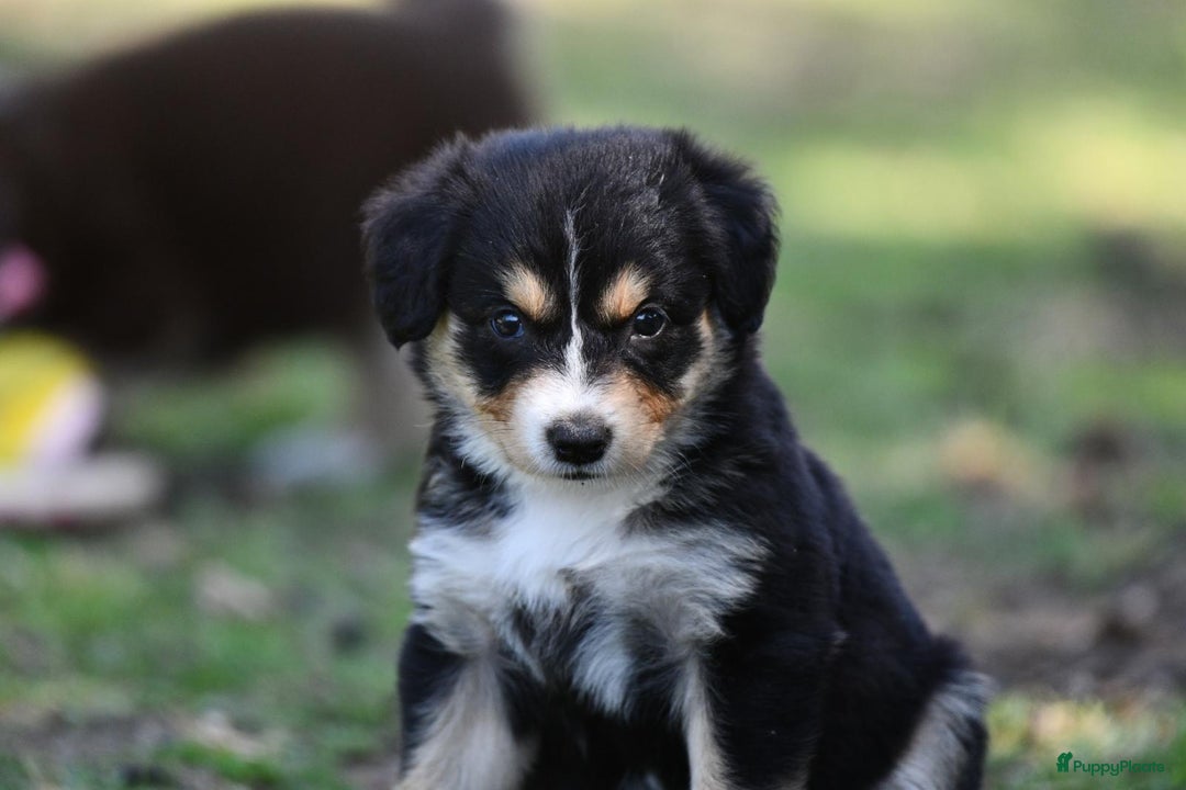 Australian Shepherd honden te koop: Australian Shepherd x Kelpie Pups in Maashees - Afbeelding 16