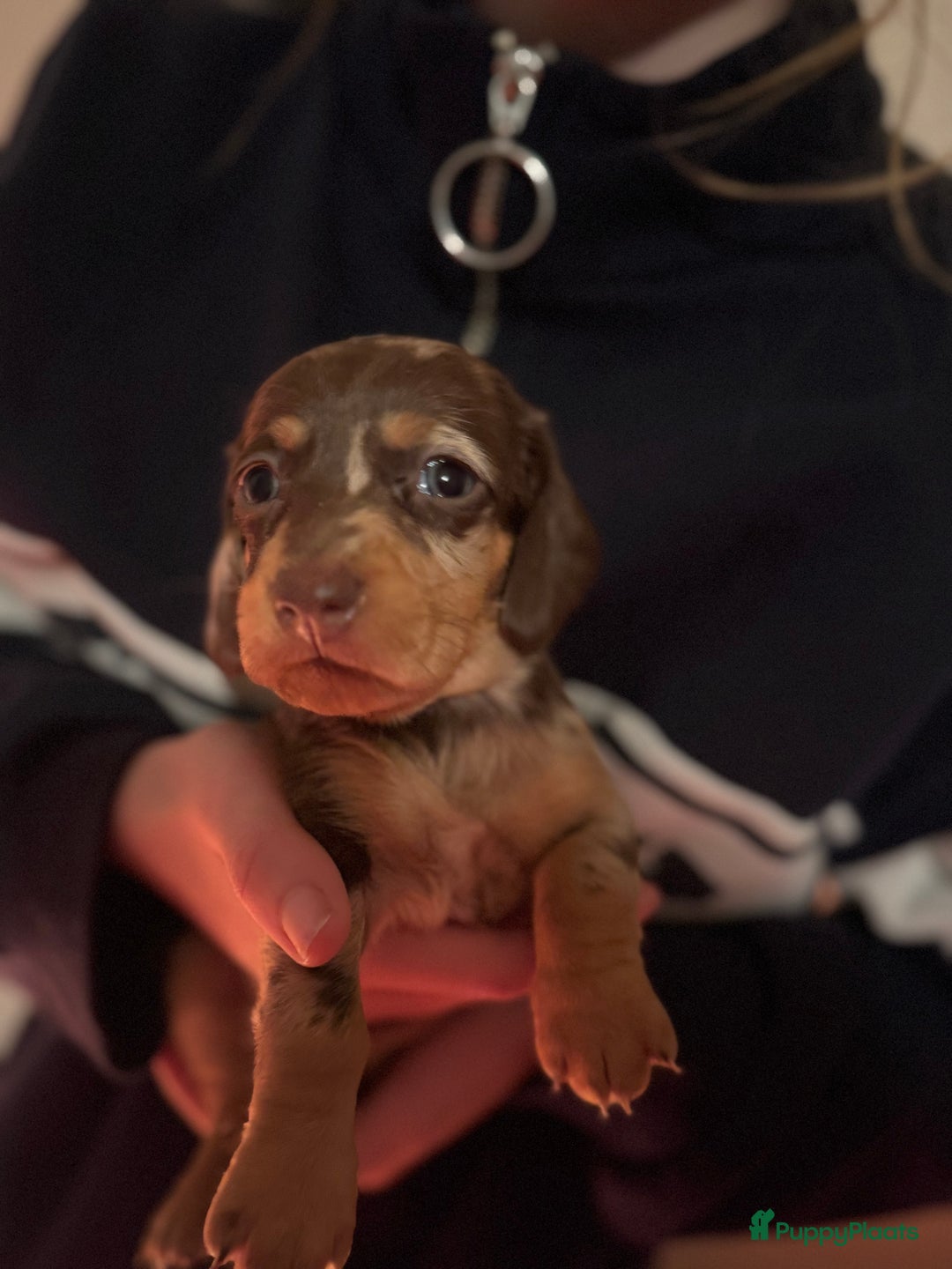 Teckel (korthaar)  honden te koop: Teckel puppy’s  - Advertentie 14