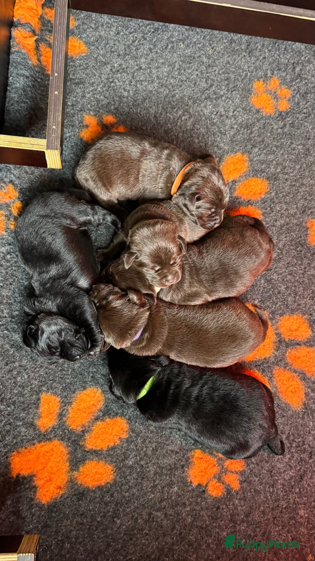 Labrador Retriever honden te koop: Bruin teefje beschikbaar  - Advertentie 3