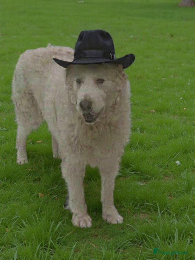 Berghond van de Maremmen en Abruzzen honden Happy zoekt baasje - Advertentie 1