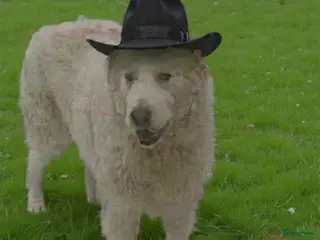 Berghond van de Maremmen en Abruzzen honden Happy zoekt baasje - Advertentie 2