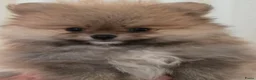 Pomeriaan honden te koop: Pomeriaan pups Nederlandse  - Advertentie 7