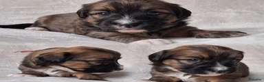 Boomer Puppy 5