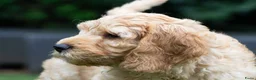 Australian Labradoodle honden te koop: Medium Australian Labradoodle puppy's - Advertentie 1