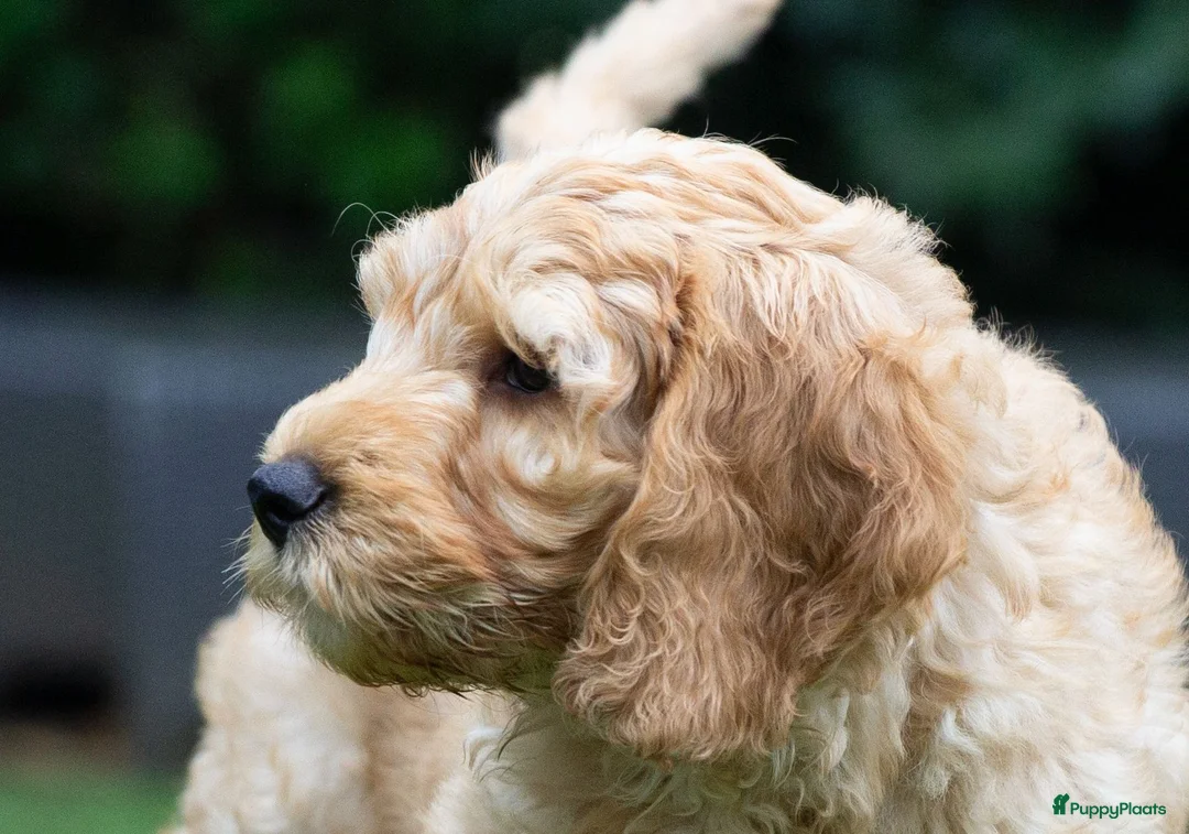 Australian Labradoodle honden te koop: Medium Australian Labradoodle puppy's - Advertentie 1