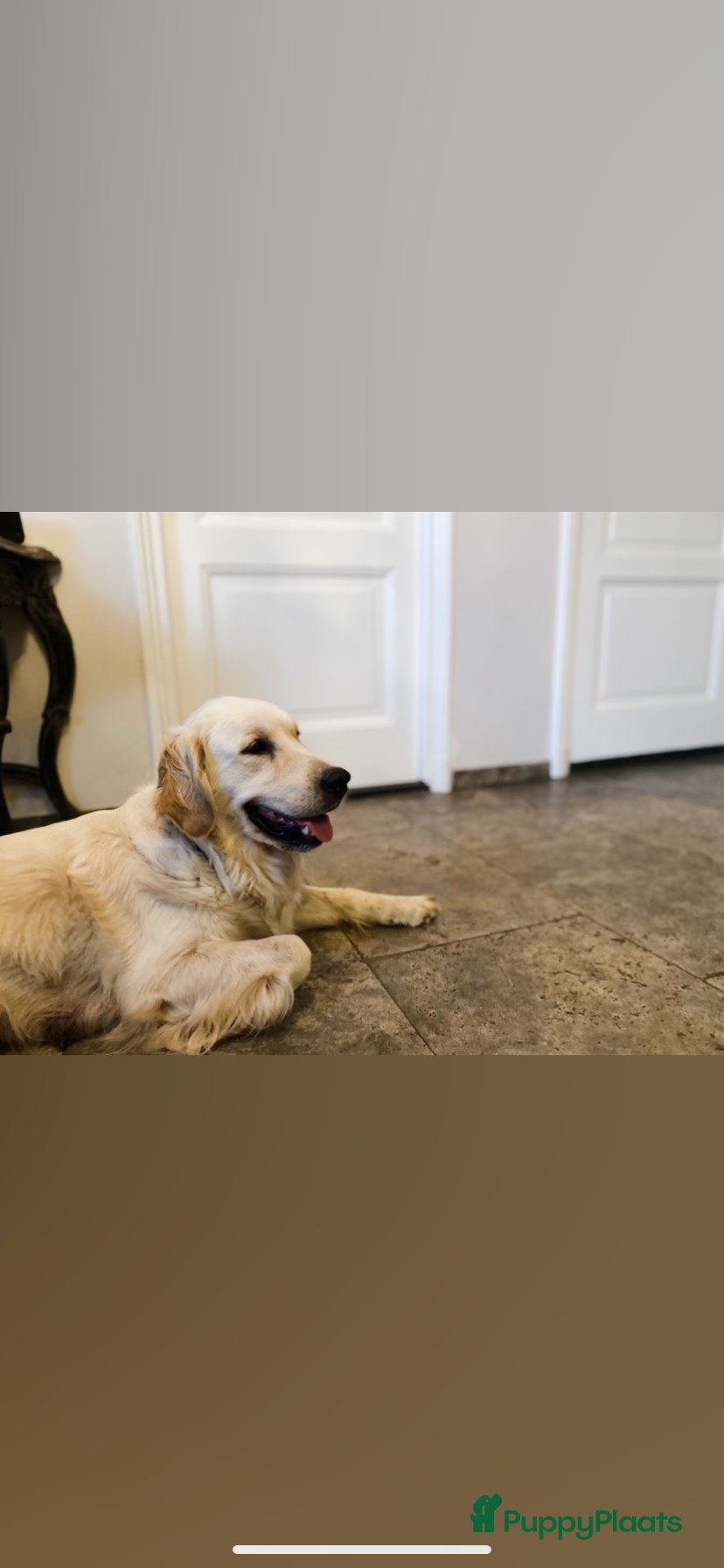 Golden Retriever honden Golden retiever pups - Advertentie 2