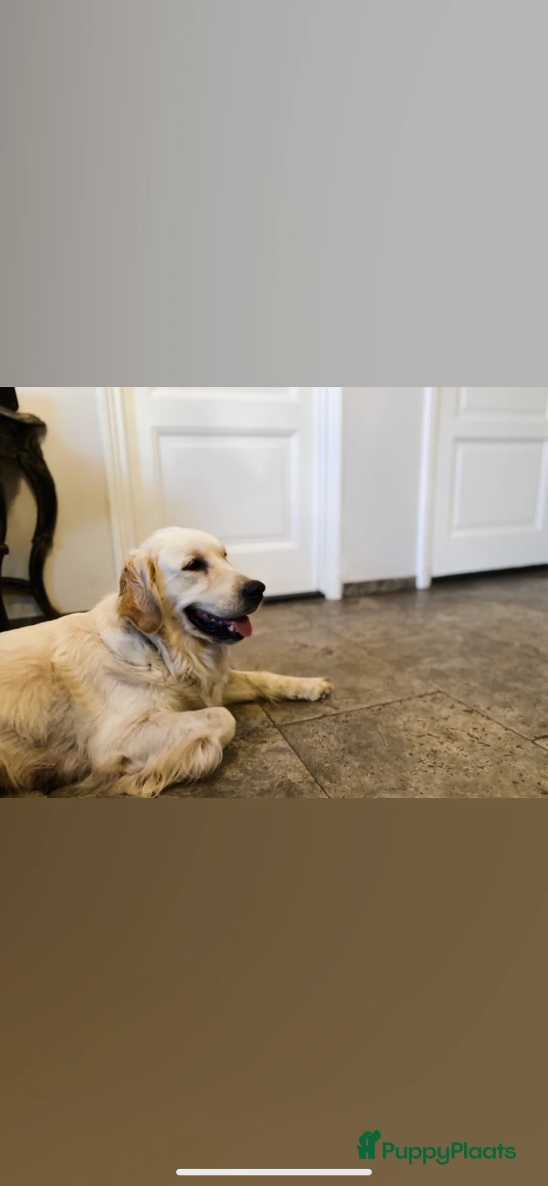 Golden Retriever honden te koop: Golden retiever pups - Advertentie 2