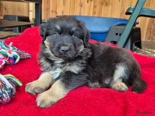 Kruising honden Australian shepherd x Berner sennen pups - Advertentie 2