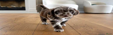 Labradoodle Puppy 1