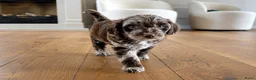 Labradoodle honden te koop: Nog 3 prachtige Labradoodle puppy’s beschikbaar - Advertentie 13