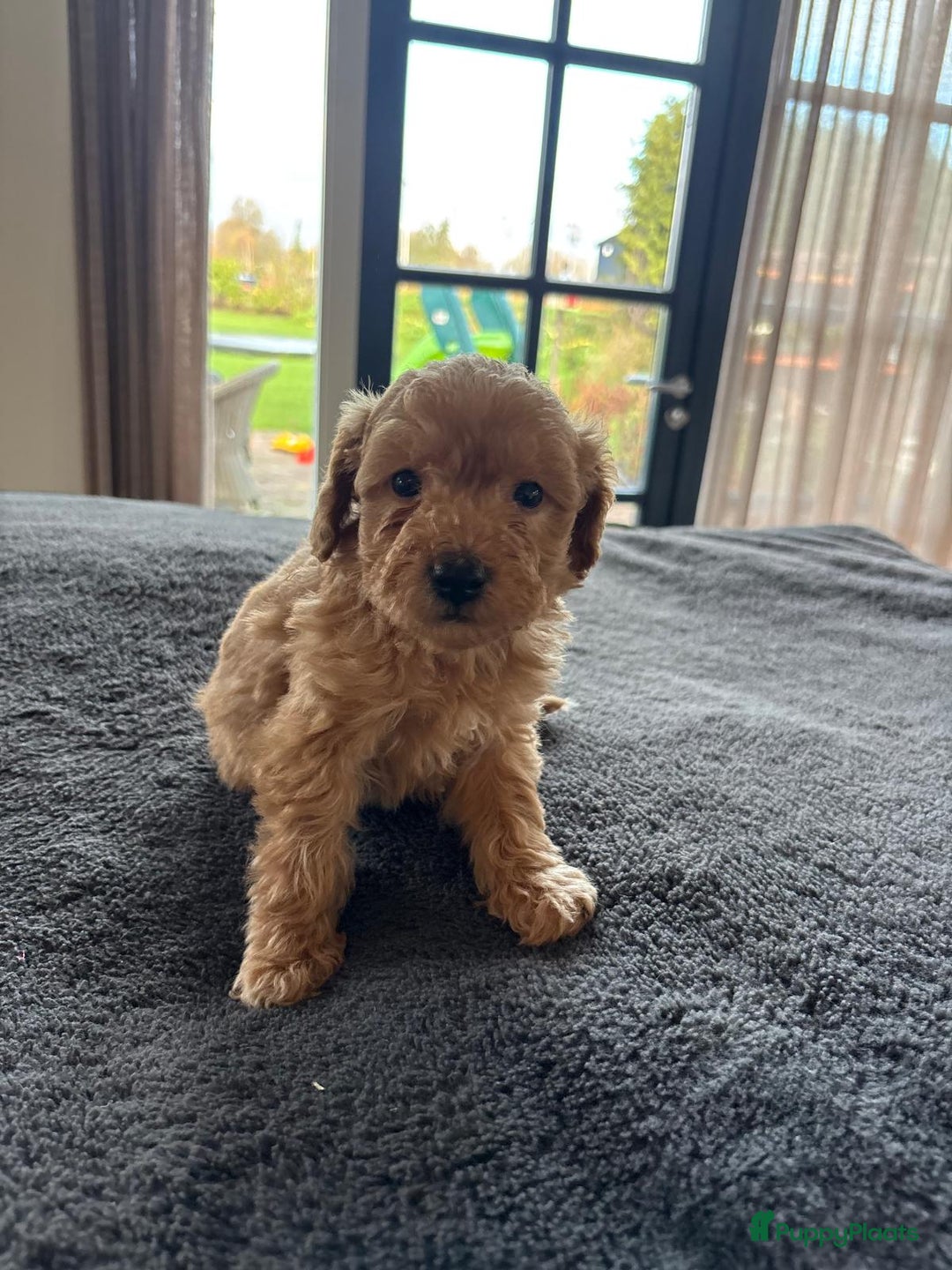 Kruising honden te koop: Mini Labradoodle F3 - Advertentie 9