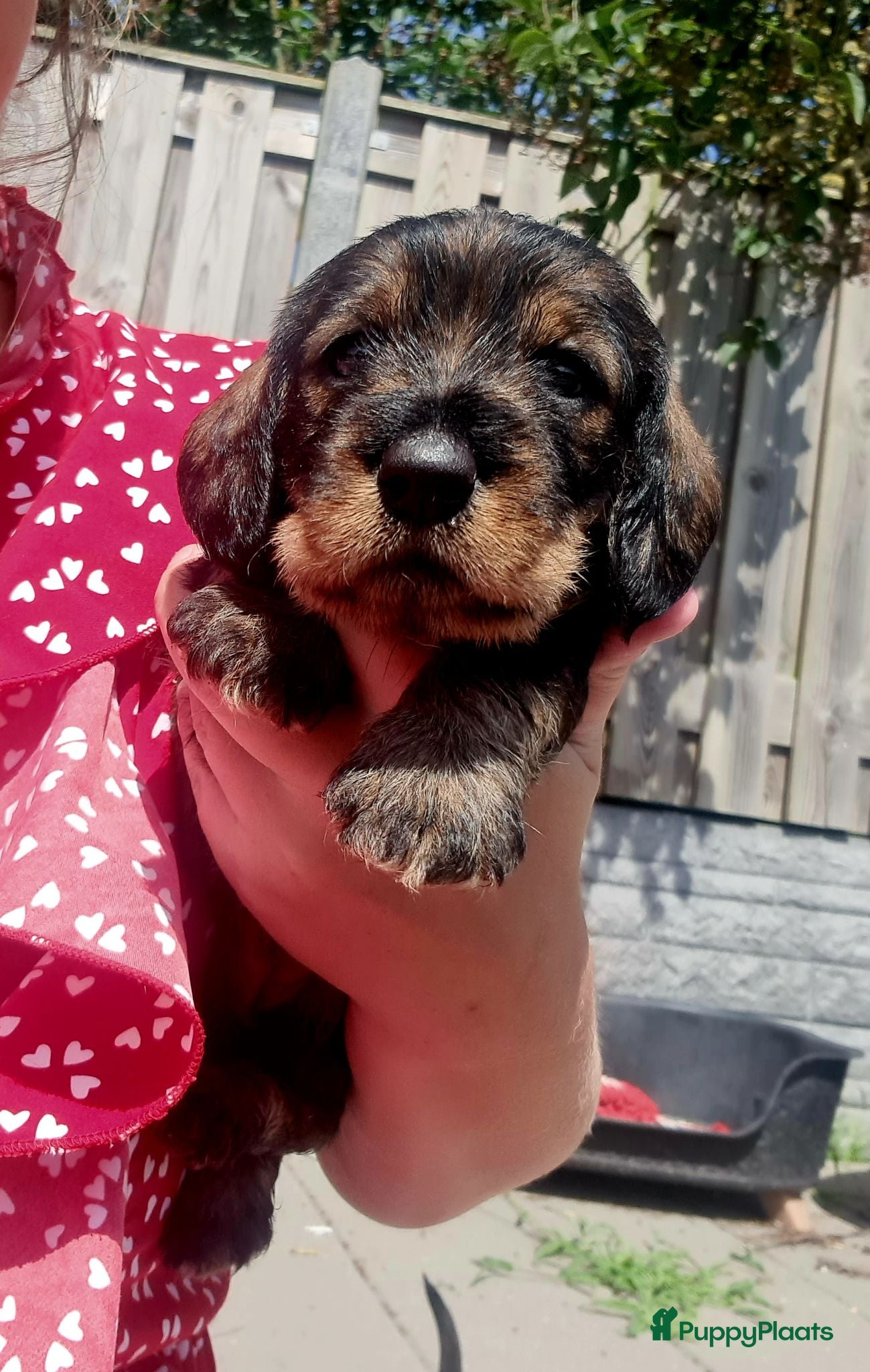 Ruwhaar Teckel honden Standaard ruwhaar teckel pups  - Advertentie 6