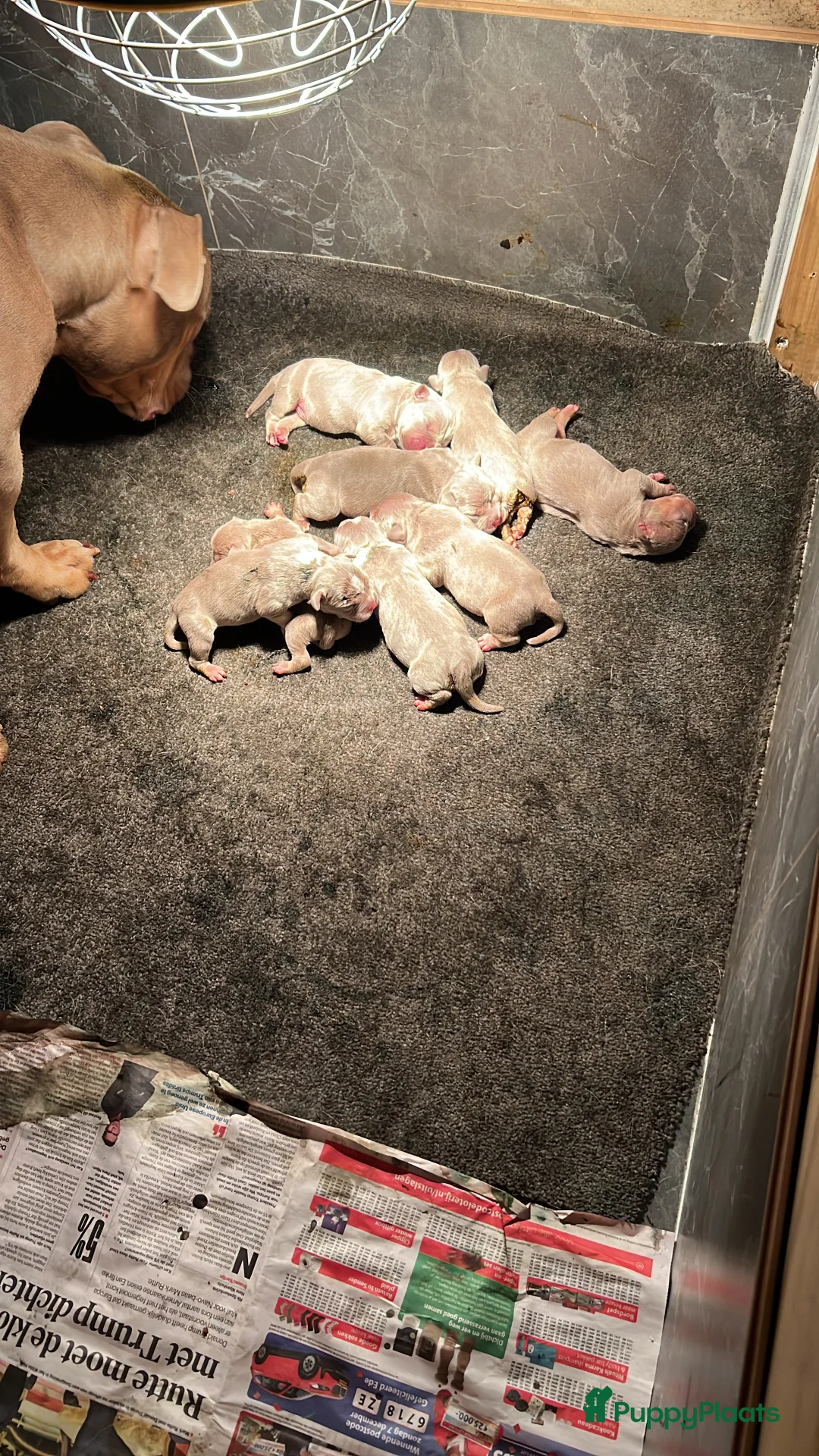 Amerikaanse Bully honden te koop: Prachtige pocket bully pups  - Advertentie 8