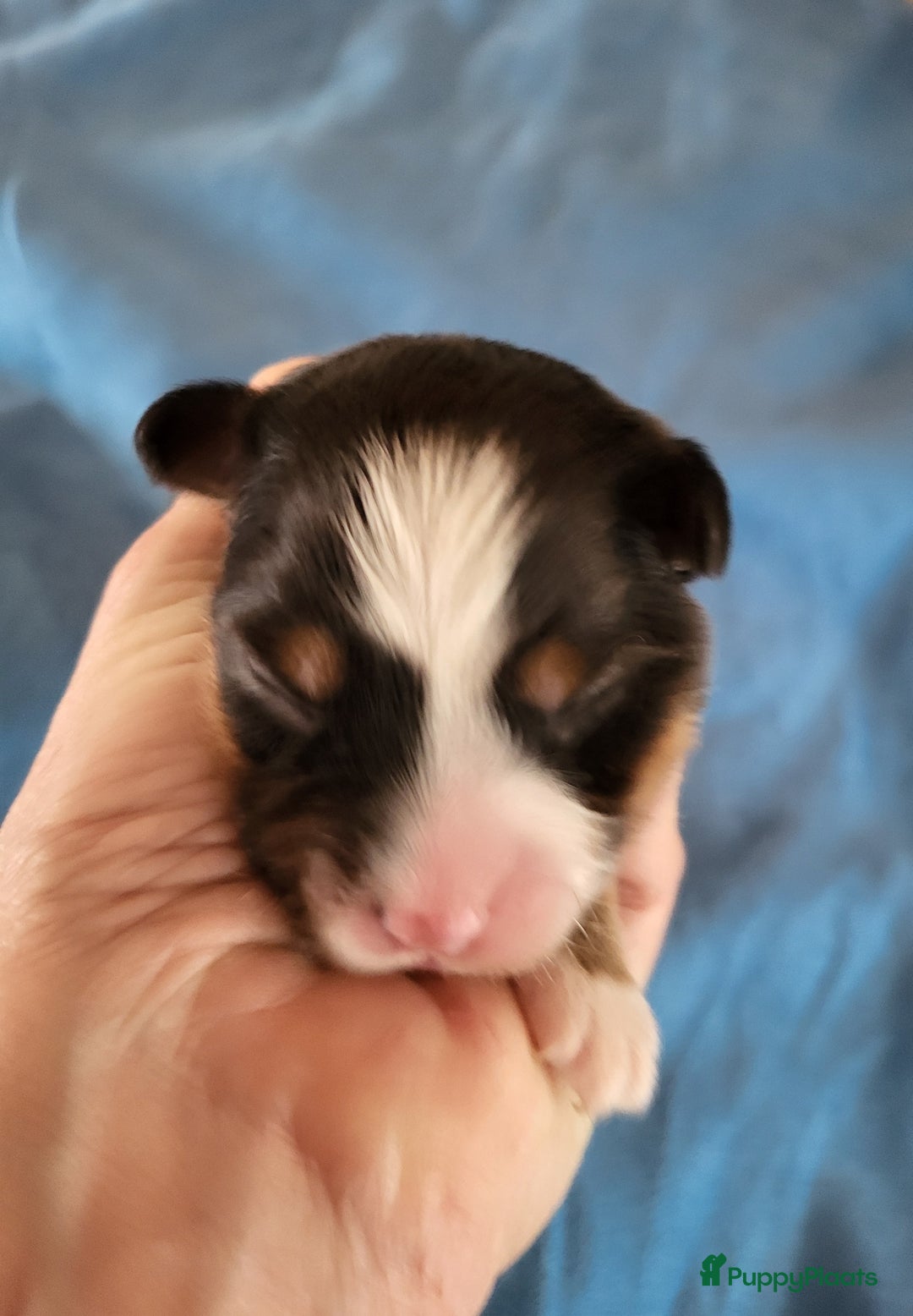 Australian Shepherd honden te koop: Australian Shepherd pupjes ouders volledg getest - Advertentie 2