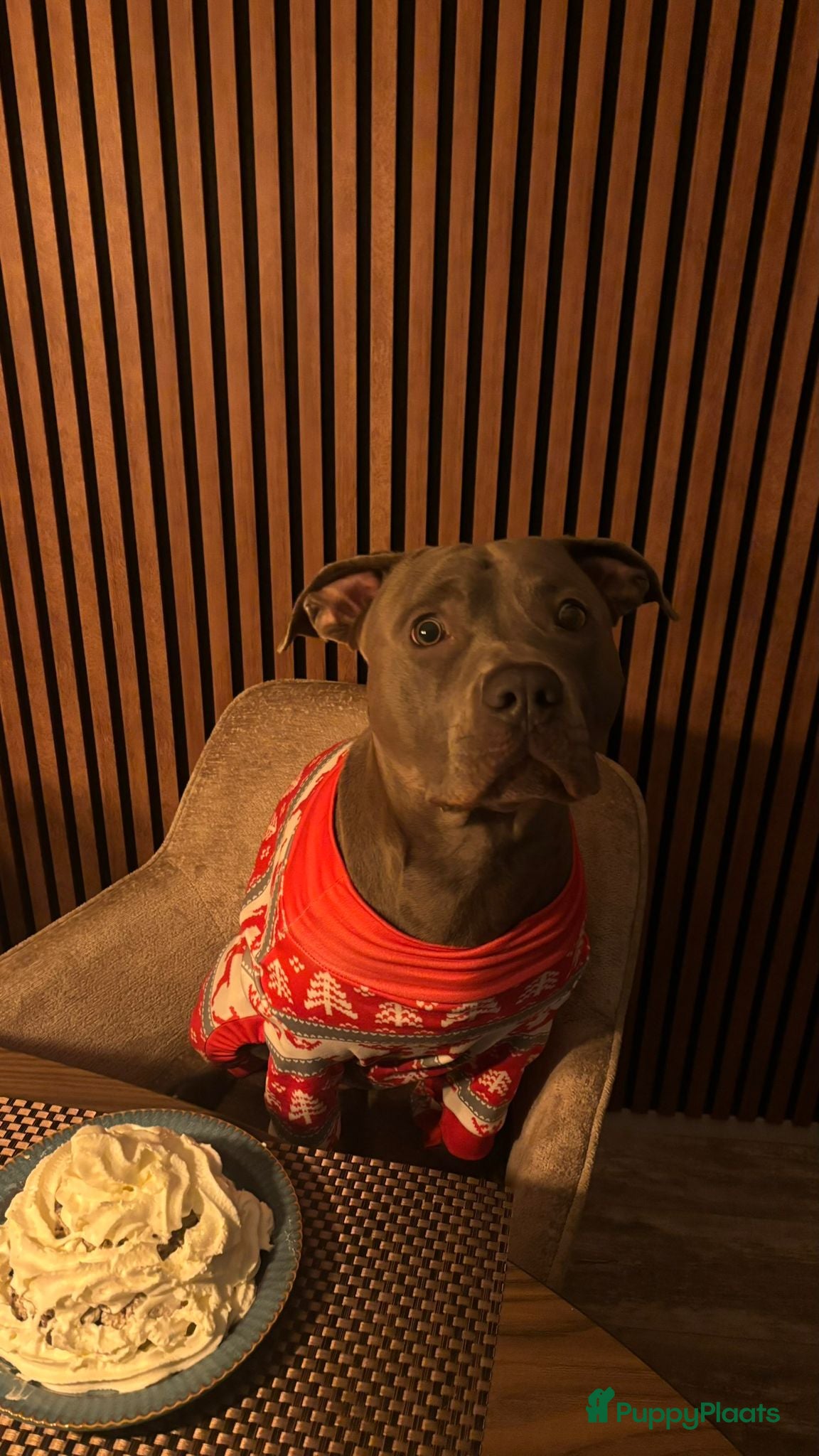 American Staffordshire Terriër honden Amerikaanse Stafford Sniper - Advertentie 2