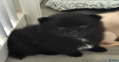 Pomchi honden - Advertentie 13