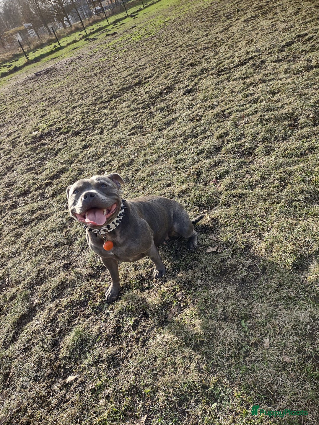 Engelse Stafford honden te koop: Engelse Staffordshire Bull terrier, Laatse Pup! - Advertentie 17